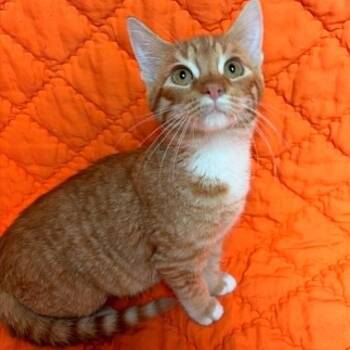 Clownfish -  Domestic Short Hair Cat for Adoption in Waterloo, Iowa - Clownfish | PetCurious