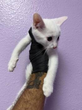 61261707 -  Domestic Short Hair Cat for Adoption in El Paso, Texas - 61261707 | PetCurious