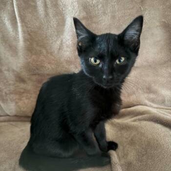 Yahtzee -  Domestic Short Hair Cat for Adoption in Wichita, Kansas - Yahtzee | PetCurious