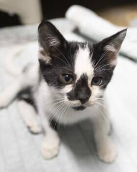 Gibbs -  Domestic Short Hair and American Shorthair Cat for Adoption in Bedford, Indiana - Gibbs | PetCurious