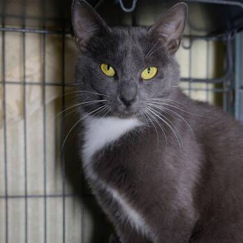 MEGAN -  Domestic Short Hair Cat for Adoption in Richmond, California - MEGAN | PetCurious