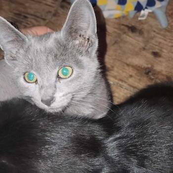Misty -  Domestic Short Hair Cat for Adoption in Abbotsford, British Columbia - Misty | PetCurious
