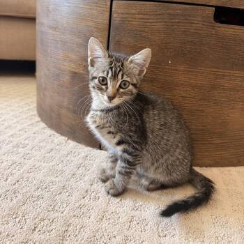Forest -  Domestic Short Hair Cat for Adoption in Park Row, Texas - Forest | PetCurious