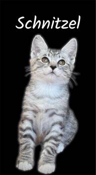 Schnitzel -  Domestic Short Hair Cat for Adoption in Auburn, California - Schnitzel | PetCurious