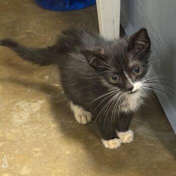 Elsa -  Domestic Short Hair Cat for Adoption in Hernando, Mississippi - Elsa | PetCurious