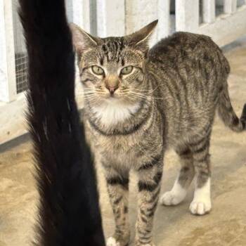 Rescue Domestic Short Hair Cats for Adoption in Ontario, California - Dana | PetCurious