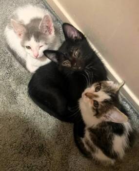 Rock Chalk Algeria -  Domestic Short Hair Cat for Adoption in Kansas City, Missouri - Rock Chalk Algeria | PetCurious
