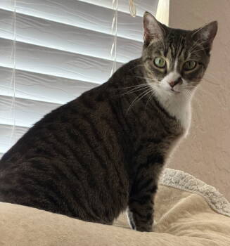 Rescue Domestic Short Hair Cats for Adoption in Oviedo, Florida - Baby The Sweet Tabby | PetCurious