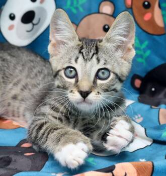 Domestic Short Hair and Extra Toes Cat Hemingway Polydactyl Cats Available for Adoption in Tierra Verde, Florida - Spider Man | PetCurious