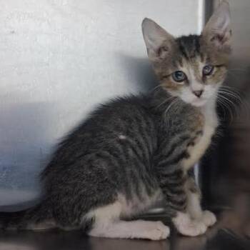 Honda -  Domestic Short Hair Cat for Adoption in Bullhead City, Arizona - Honda | PetCurious