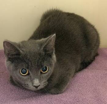 2026-76 Charlotte -  Domestic Short Hair Cat for Adoption in Windsor, Connecticut - 2026-76 Charlotte | PetCurious