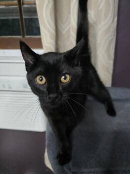 Princess Leia -  Domestic Short Hair Cat for Adoption in Hudson, New Hampshire - Princess Leia | PetCurious