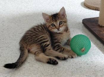 Cyril -  Domestic Short Hair Cat for Adoption in Montello, Wisconsin - Cyril | PetCurious