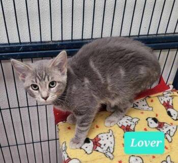 Lover -  Domestic Short Hair Cat for Adoption in Richmond, Indiana - Lover | PetCurious