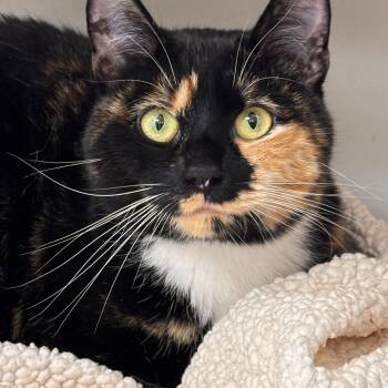 Domestic Short Hair Cats Available for Adoption in Batavia, New York - Trixie | PetCurious