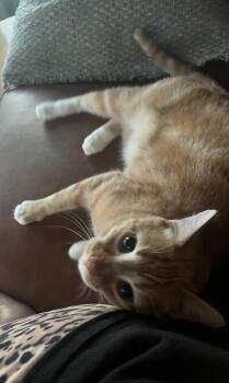 Domestic Short Hair Cats Available for Adoption - Pitter | PetCurious