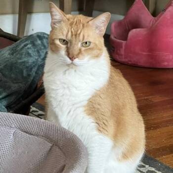 Moses -  Domestic Short Hair Cat for Adoption in Houston, Texas - Moses | PetCurious