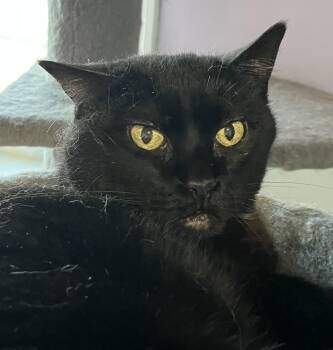 Domestic Short Hair Cats Available for Adoption in Shenandoah, Iowa - Rudy | PetCurious