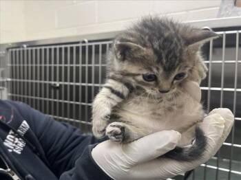 CANDI -  Domestic Medium Hair Cat for Adoption in Santa Fe, New Mexico - CANDI | PetCurious