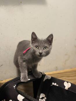 Pearl -  Russian Blue Cat for Adoption in Hoffman Estates, Illinois - Pearl | PetCurious