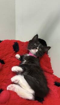 Domestic Short Hair Cats Available for Adoption in Picayune, Mississippi - Fudge | PetCurious
