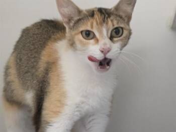 BECK -  Domestic Short Hair Cat for Adoption in Kent, Washington - BECK | PetCurious