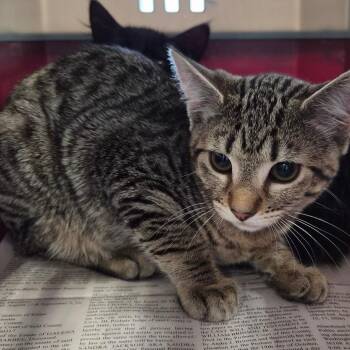 King -  Domestic Short Hair Cat for Adoption in Montgomery, Alabama - King | PetCurious