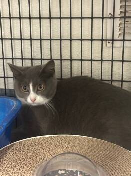 Rescue Domestic Short Hair Cats for Adoption in Trenton, New Jersey - Georgie | PetCurious