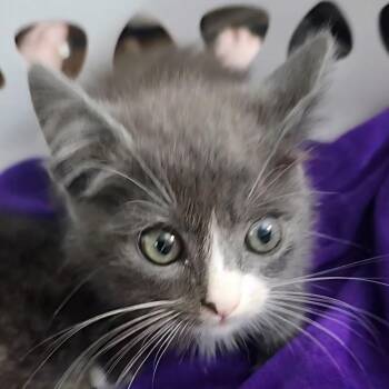 Jasmine Jolly-AR -  Domestic Short Hair Cat for Adoption in Tallahassee, Florida - Jasmine Jolly-AR | PetCurious