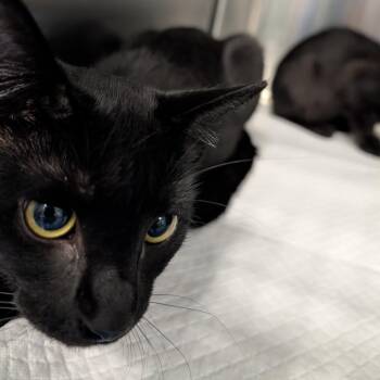 Pixel -  Domestic Short Hair Cat for Adoption in Greensboro, North Carolina - Pixel | PetCurious