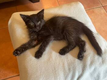 Mousifer -  Domestic Medium Hair Cat for Adoption in Tucson, Arizona - Mousifer | PetCurious