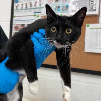 Tabitha -  Domestic Short Hair Cat for Adoption in Edinburg, Texas - Tabitha | PetCurious