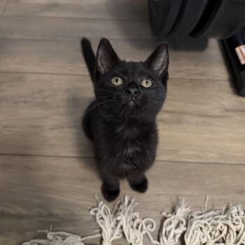 Juniper -  Bombay Cat for Adoption in Coral Gables, Florida - Juniper | PetCurious