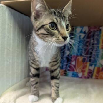 Domestic Short Hair Cats Available for Adoption - Nathan | PetCurious