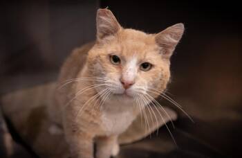 O/C -  Domestic Short Hair Cat Available for Adoption in Lincoln, California - O/C | PetCurious