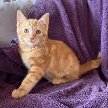 SPANKY -  Domestic Short Hair Cat for Adoption in East Greenwich, Rhode Island - SPANKY | PetCurious