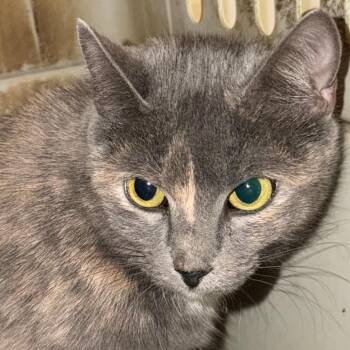 Karen -  Domestic Short Hair Cat for Adoption in Huntsville, Alabama - Karen | PetCurious