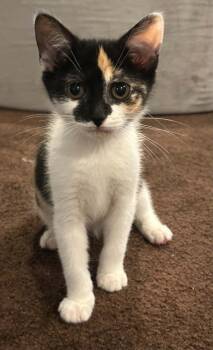 Annie -  Domestic Short Hair Cat for Adoption in Wading River, New York - Annie | PetCurious