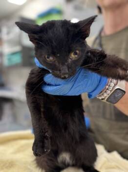 Rescue Domestic Short Hair Cats for Adoption in Batavia, Ohio - Susanne Valenti | PetCurious