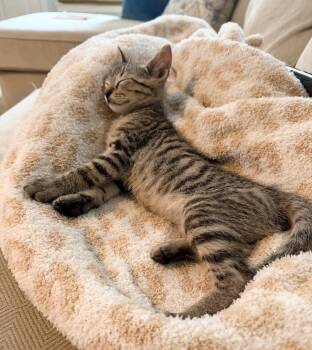 Remy & Tobby -  Domestic Short Hair Cat for Adoption in Austin, Texas - Remy & Tobby | PetCurious