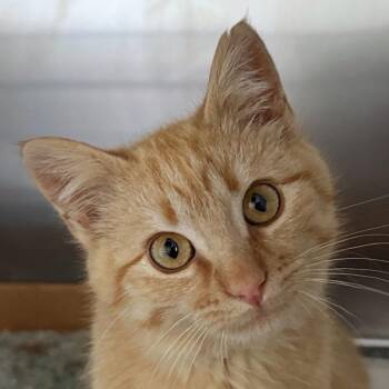 Domestic Short Hair Cats Available for Adoption - Drew | PetCurious