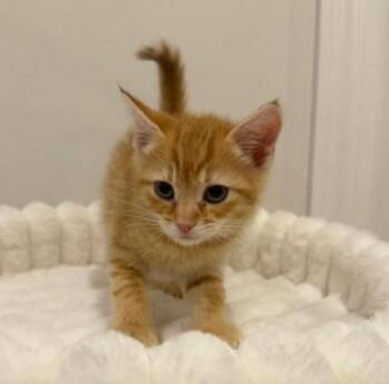 Carolina -  Domestic Short Hair Cat Available for Adoption in Wayne, New Jersey - Carolina | PetCurious