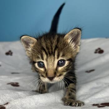Domestic Short Hair Cats Available for Adoption in San Antonio, Texas - Albert | PetCurious