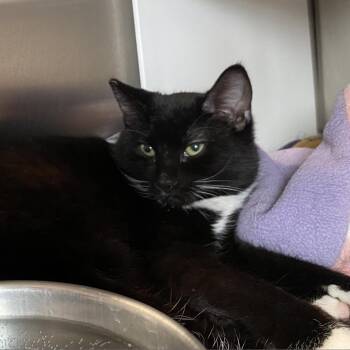 Everest -  Domestic Short Hair Cat for Adoption in Cedaredge, Colorado - Everest | PetCurious