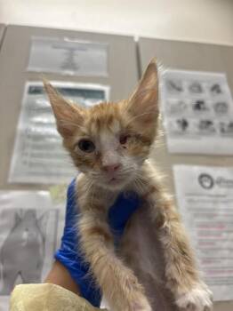 EUROPA -  Domestic Short Hair Cat for Adoption in Las Vegas, Nevada - EUROPA | PetCurious