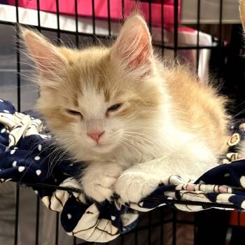 Rescue Domestic Long Hair Cats for Adoption in Long Beach, California - Calvin | PetCurious