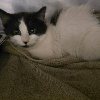 Lisa de fluff -  Domestic Medium Hair Cat for Adoption in Waldorf, Maryland - Lisa De Fluff | PetCurious