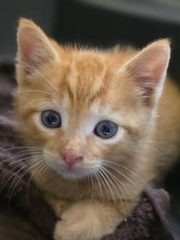 Jerry -  Domestic Short Hair Cat for Adoption in Trenton, New Jersey - Jerry | PetCurious