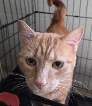 Jane M -  Domestic Short Hair Cat for Adoption in Mount Airy, North Carolina - Jane M | PetCurious