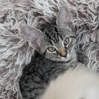 Elsa -  Domestic Short Hair Cat for Adoption in Denver, Colorado - Elsa | PetCurious